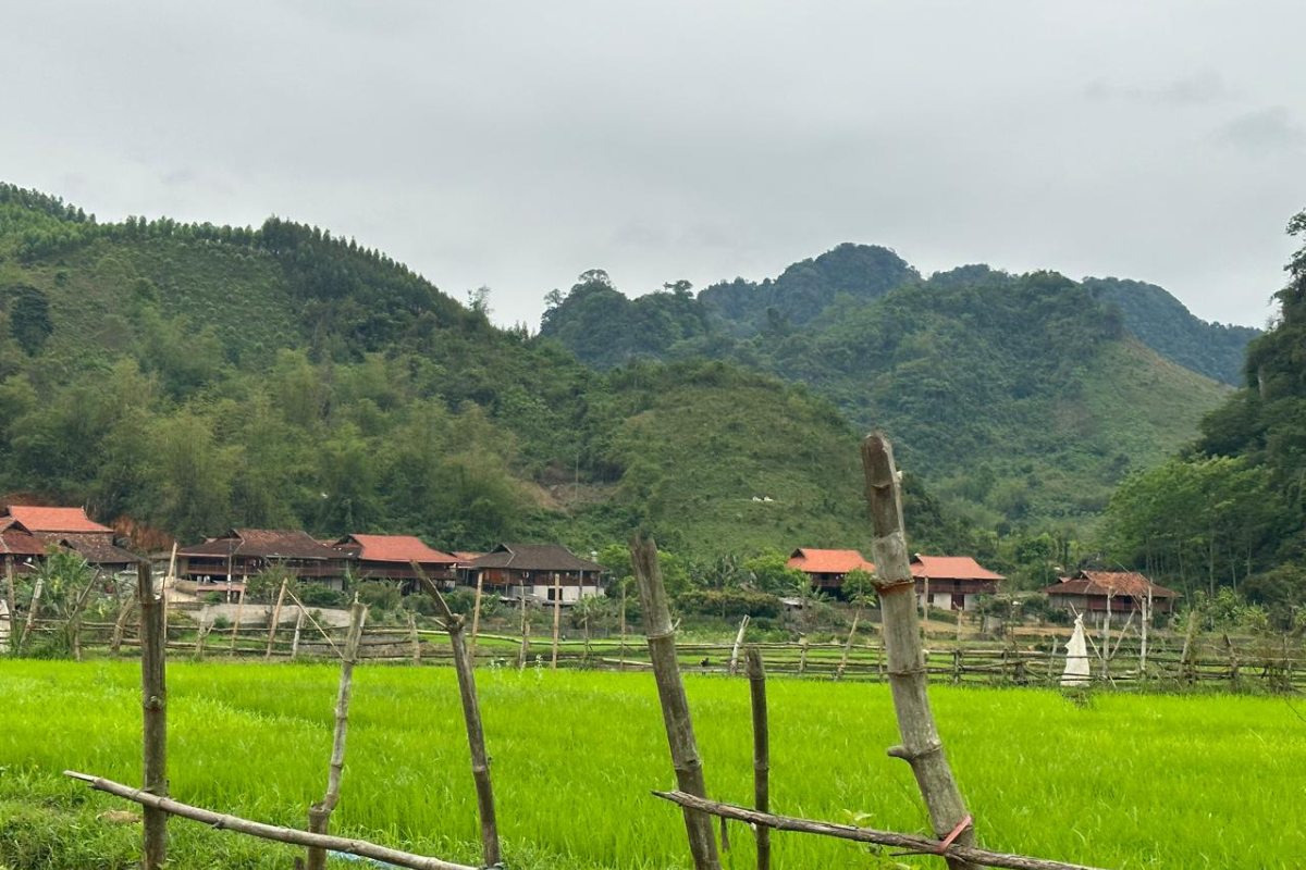 Rice fields in Bac Son