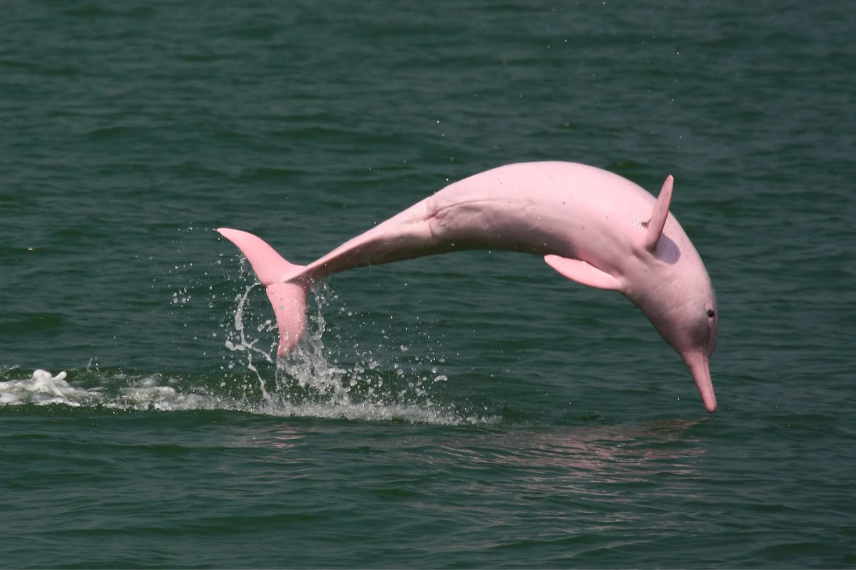 A Pink Dolphin from Dolphin Habitat Site - World Mate Travel