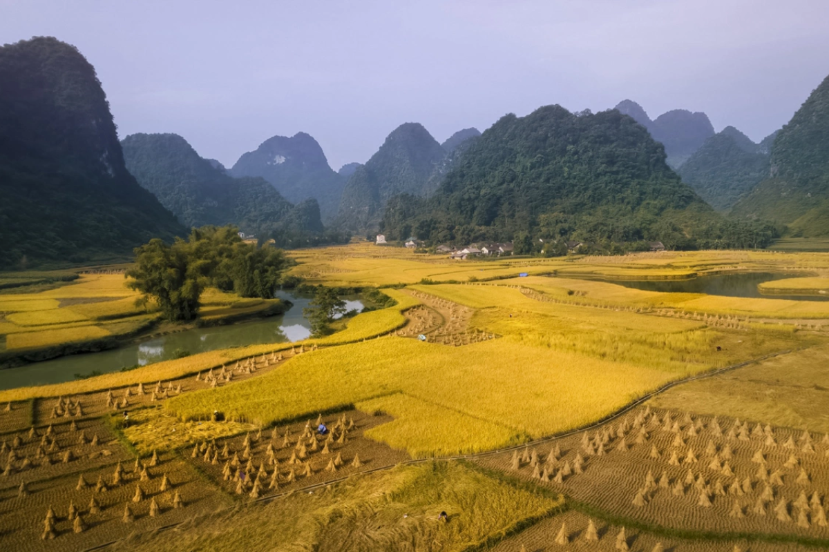  rice fields in Phong Nam Valley