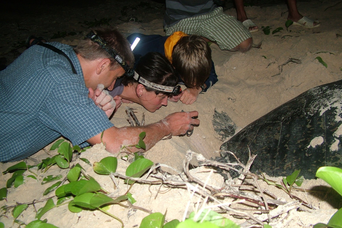Sea turtle laying eggs on a secluded Con Dao beach at night