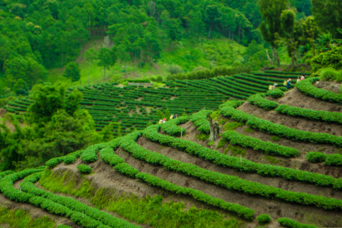 Lush mountainous terrain in Northern Thailand