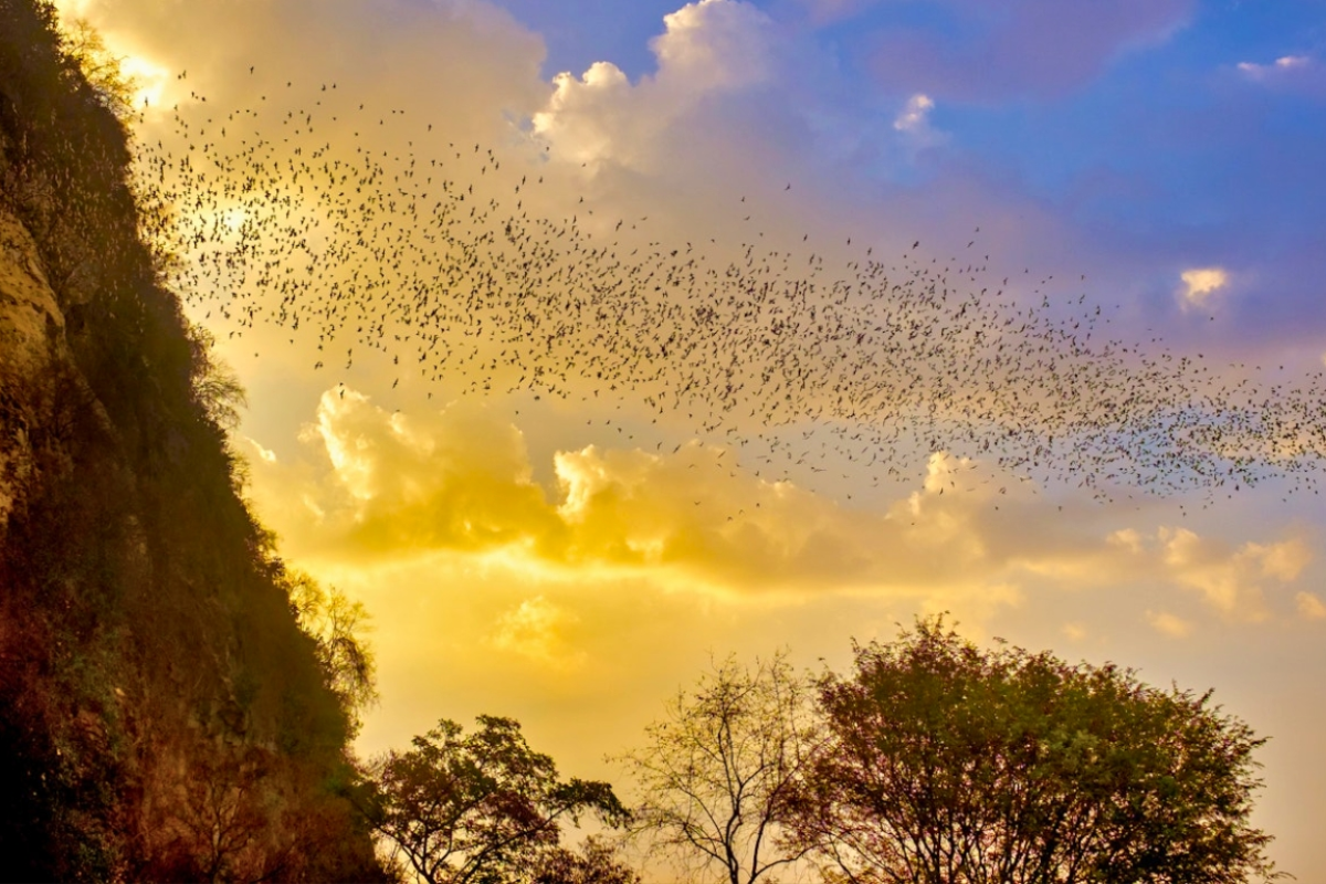 Killing Caves and thounsands of bats view - World Mate Travel