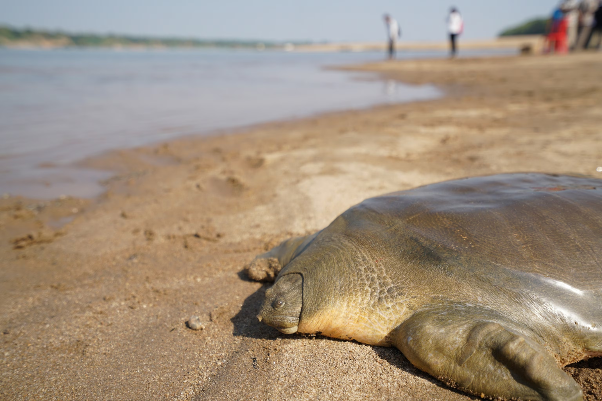 Mekong Turtle Conservation Center - World Mate Travel