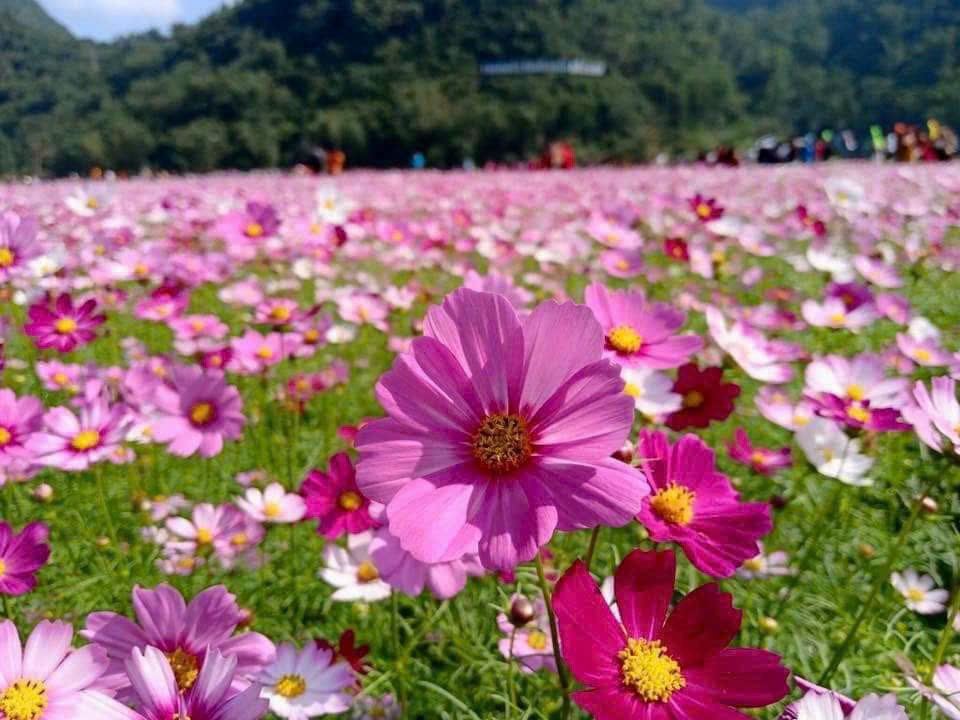 Bac Son Flower Valley 