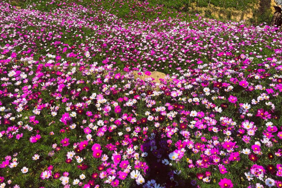 Blooming cosmos flowers in Sapa