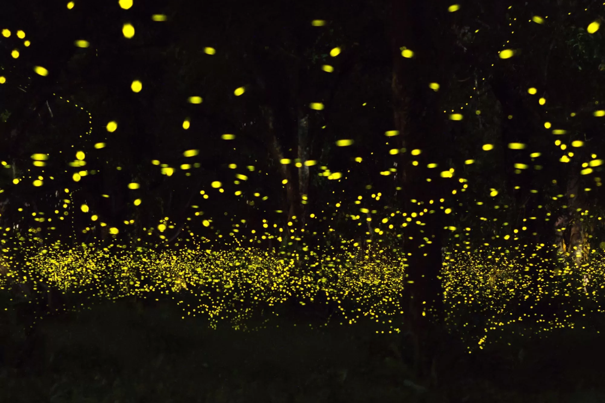 Fireflies glowing near the riverbanks in Amphawa at night