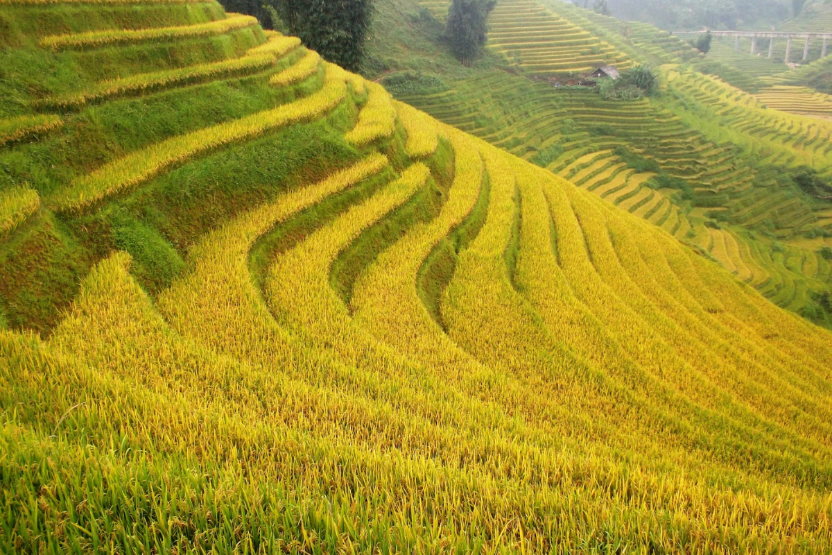 Golden rice terraces in Sapa in October