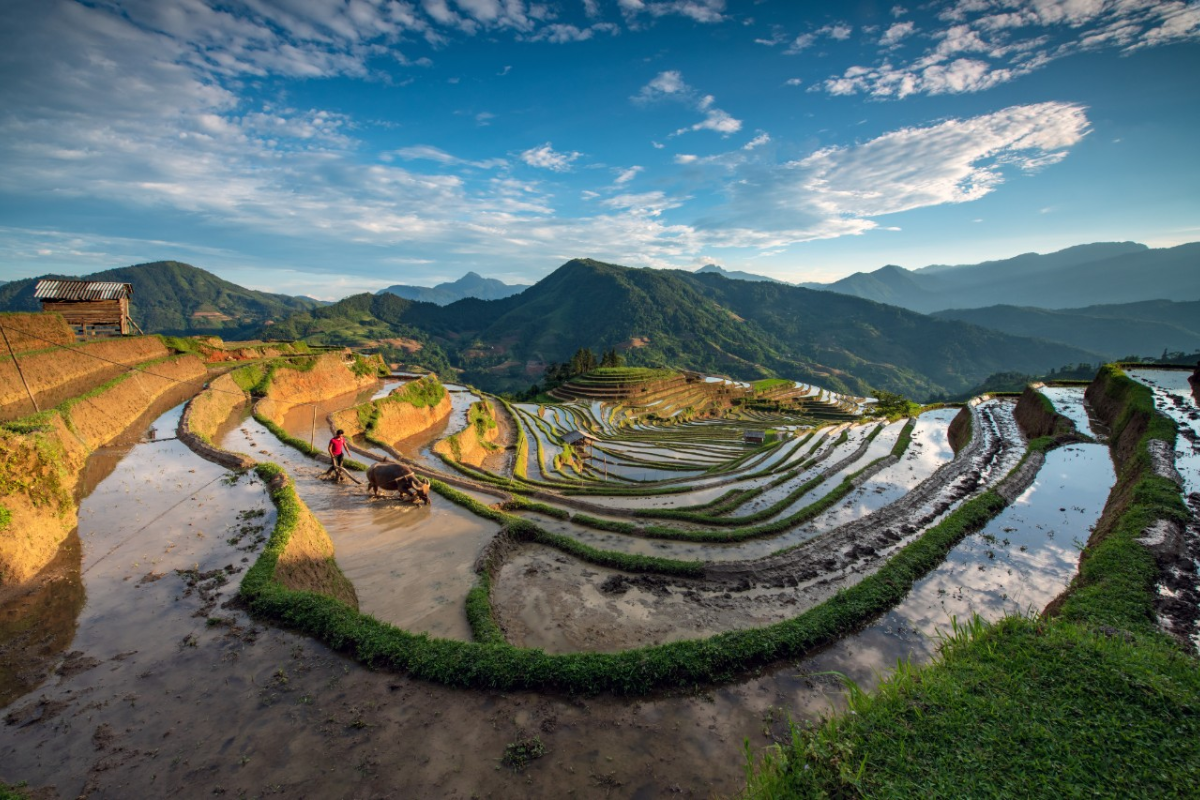Hoang Su Phi rice terraces filled with water in July