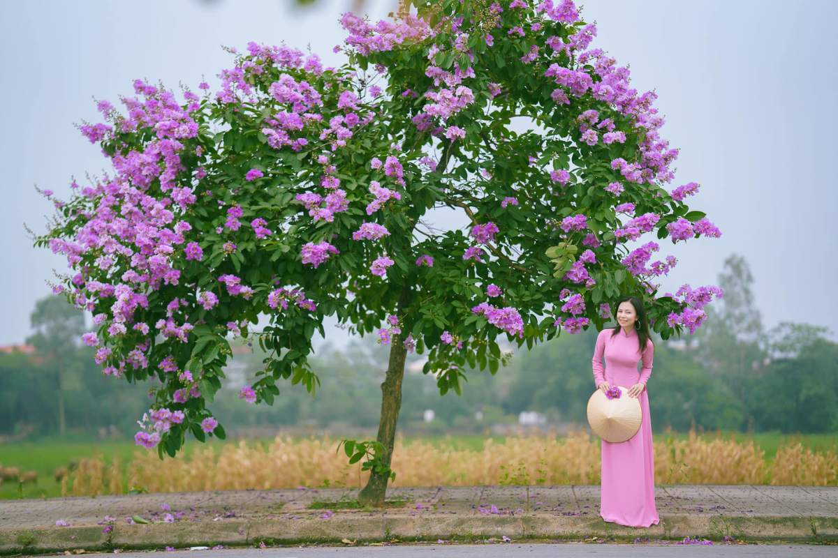 Lagerstroemia flowers blooming along a Hanoi street