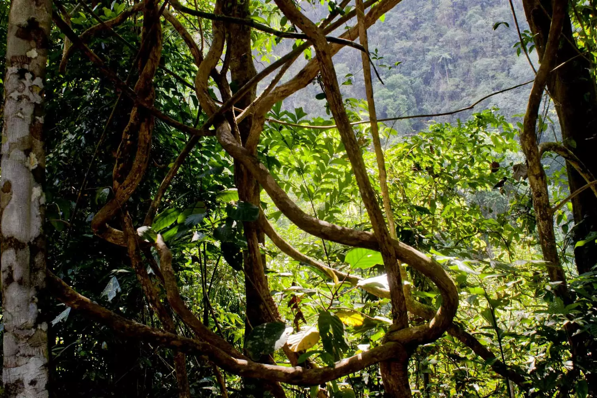 Lush rainforest in Thailand during July's rainy season