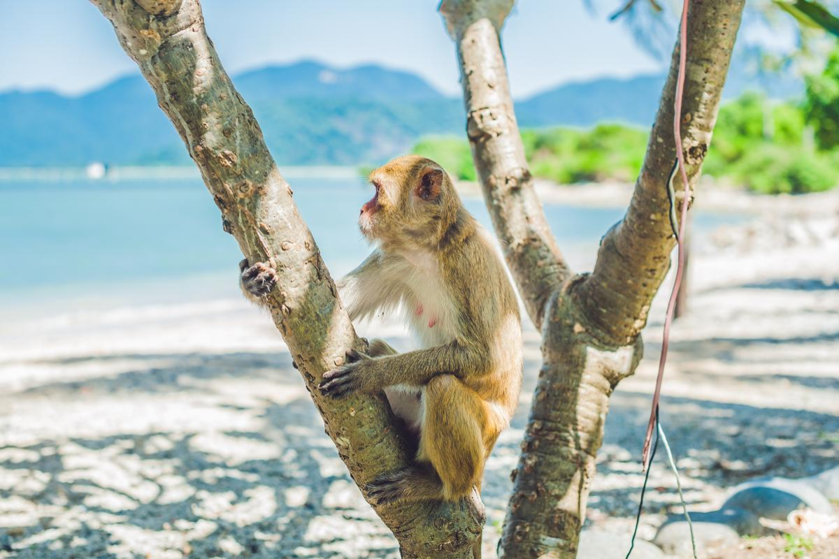 Monkeys in the trees on Monkey Island in Nha Trang