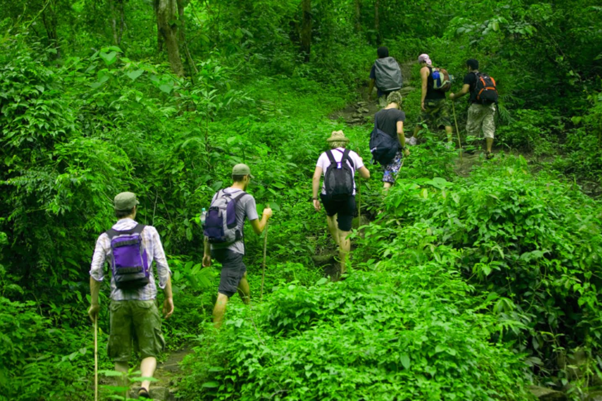 Lush jungle trail in Phu Quoc National Park during a sunny day