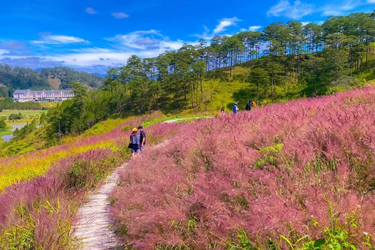 Pink grass fields in full bloom in Da Lat during December