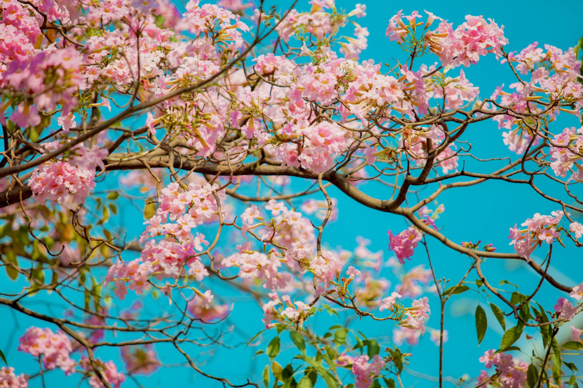 Pink trumpet flowers in full bloom against blue sky