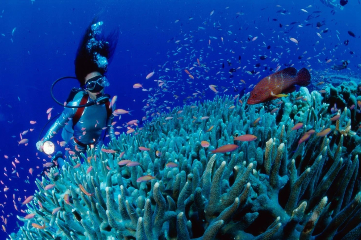 Scuba diving at Son Tra Peninsula, Da Nang