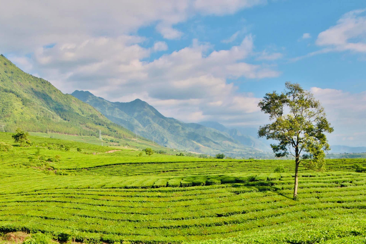Green rows of tea bushes at Tan Uyen Tea Hill in Lai Chau, Vietnam