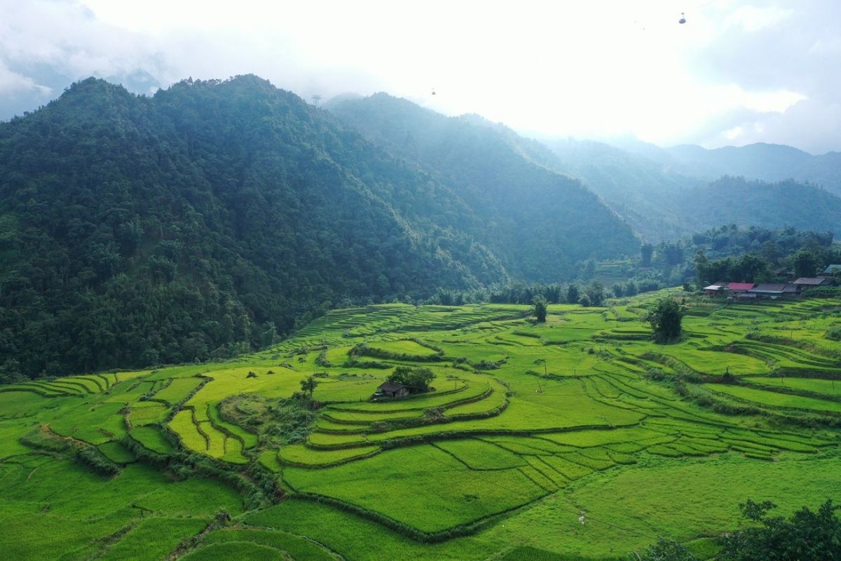 Terraced Rice Field at Sin Chai Village, Sapa