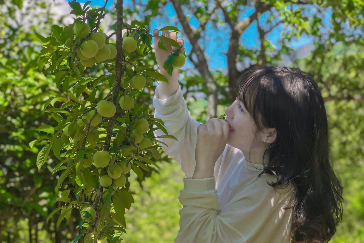 Tourists picking plums in Sapa's orchards