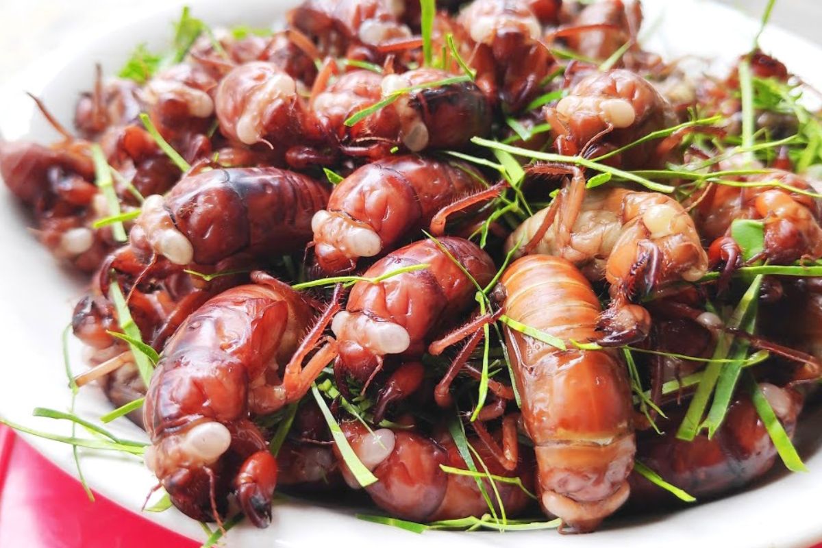 Ve Sầu Rán (Fried Cicada) Lai Chau Vietnam 
