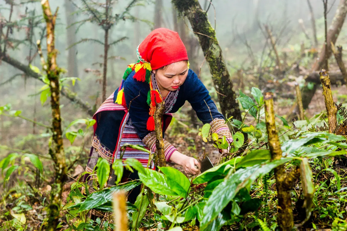 Red Dao women collecting herbs from the forest for the New Year ritual bath