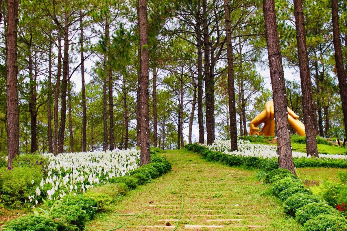 Tall pine trees lining the path in Ban Ang Pine Forest