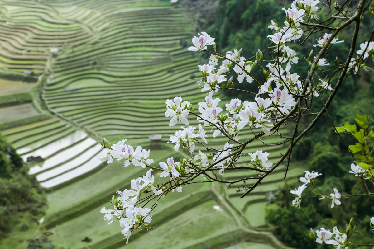 Ban flowers blooming in Dien Bien during spring