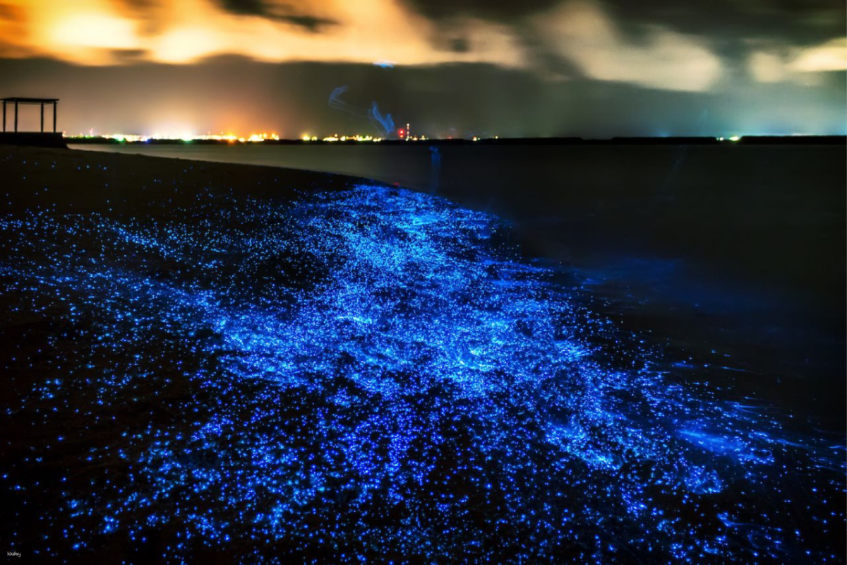  glowing in bioluminescent waters of Phang Nga Bay at night
