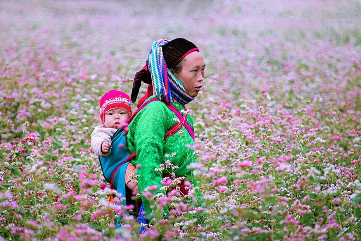 Blooming buckwheat flowers near Yen Minh during late autumn