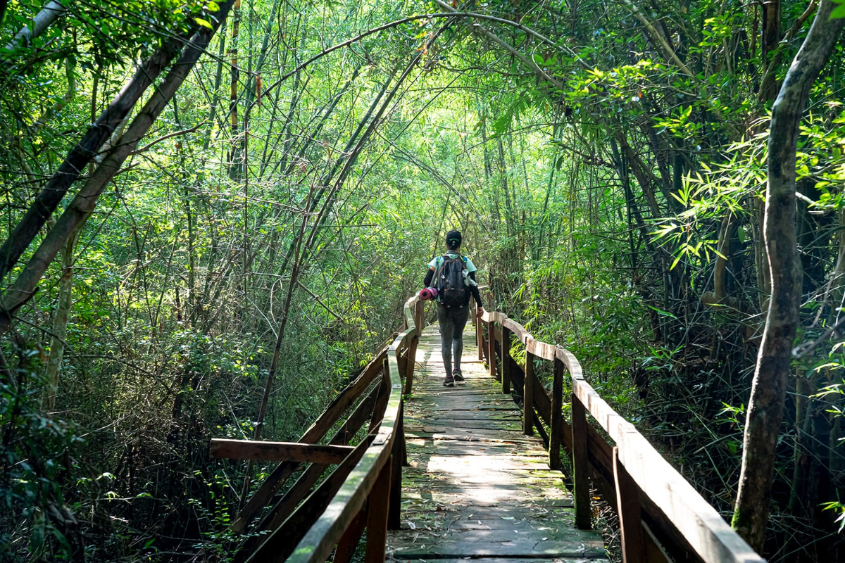 Tropical rainforest in Cat Tien National Park