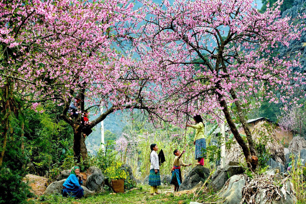 Cherry blossoms in full bloom during spring in Moc Chau