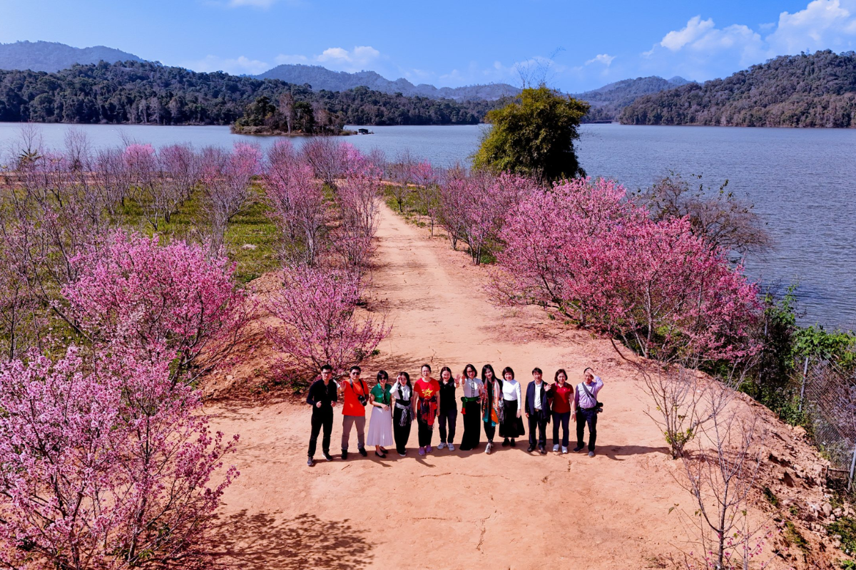 Cherry blossoms in full bloom along hillside near Pa Khoang Lake