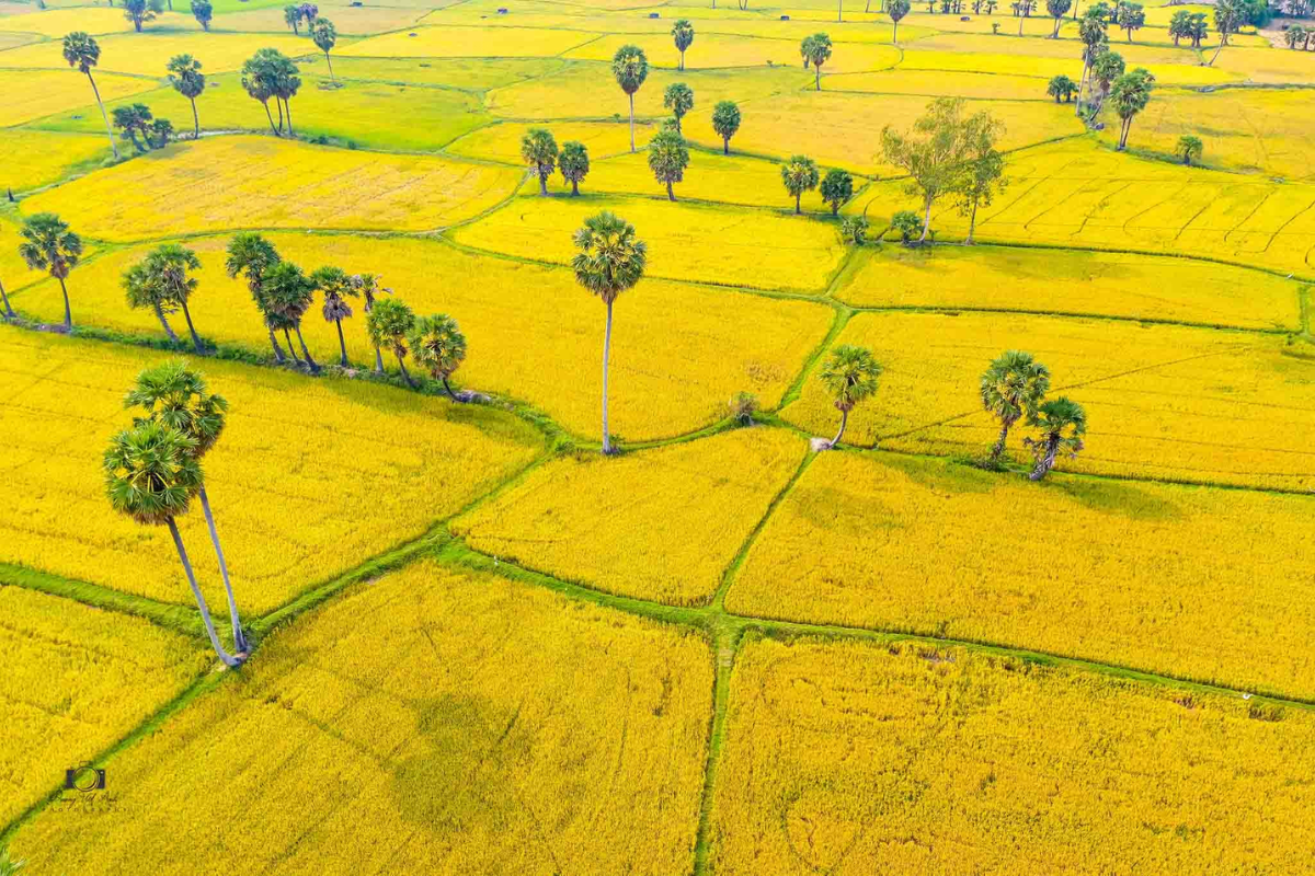 Golden rice fields glowing in sunlight in Tuan Giao, Northwest Vietnam