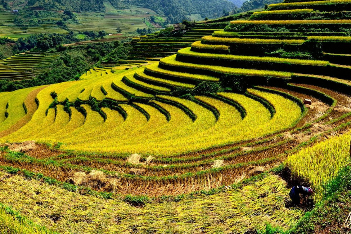 Aerial view of golden rice terraces in Muong Nhe during harvest season