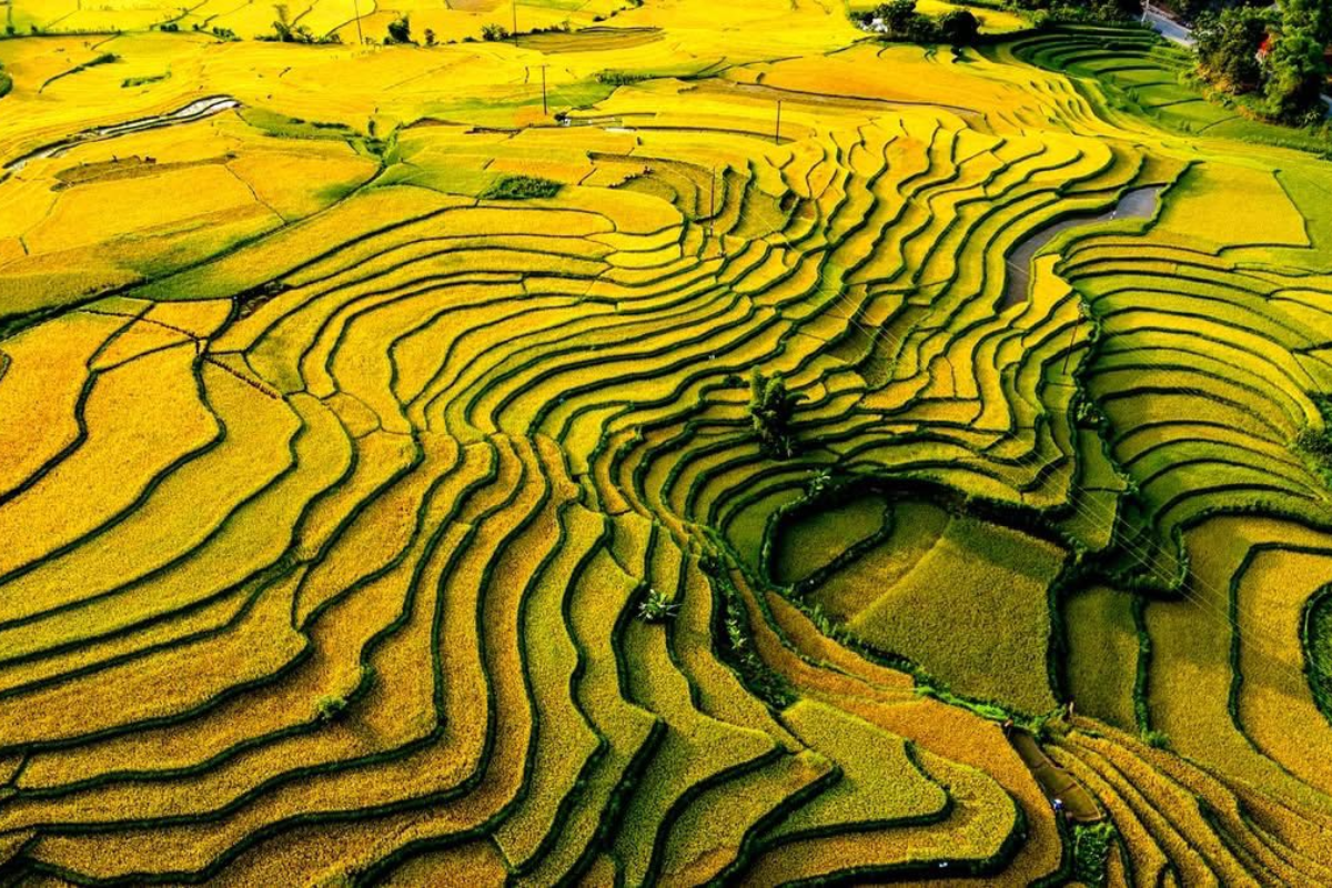 Golden terraced rice fields in Ha Thanh Village during harvest season