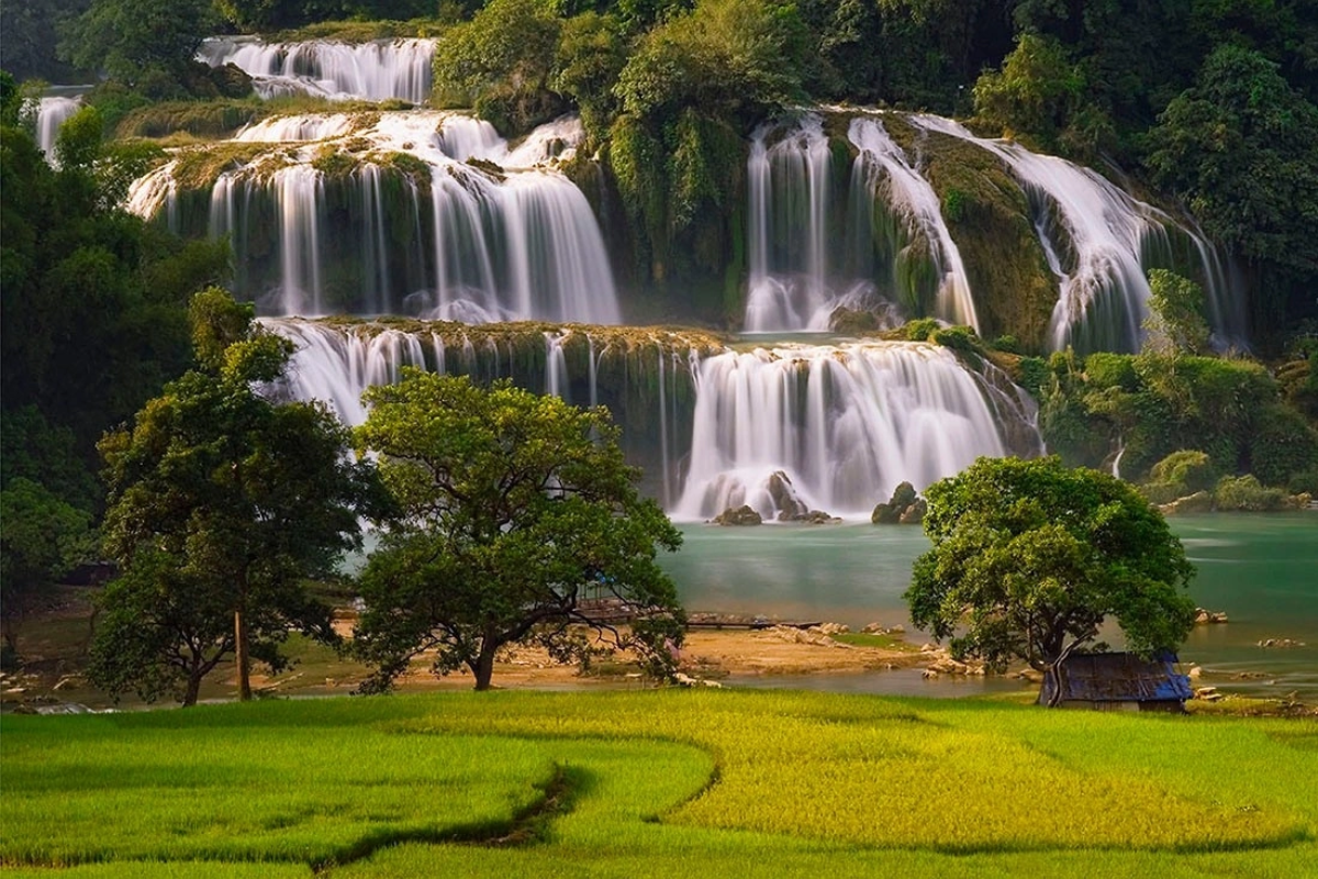 Green rice fields near Ban Gioc Waterfall during April season