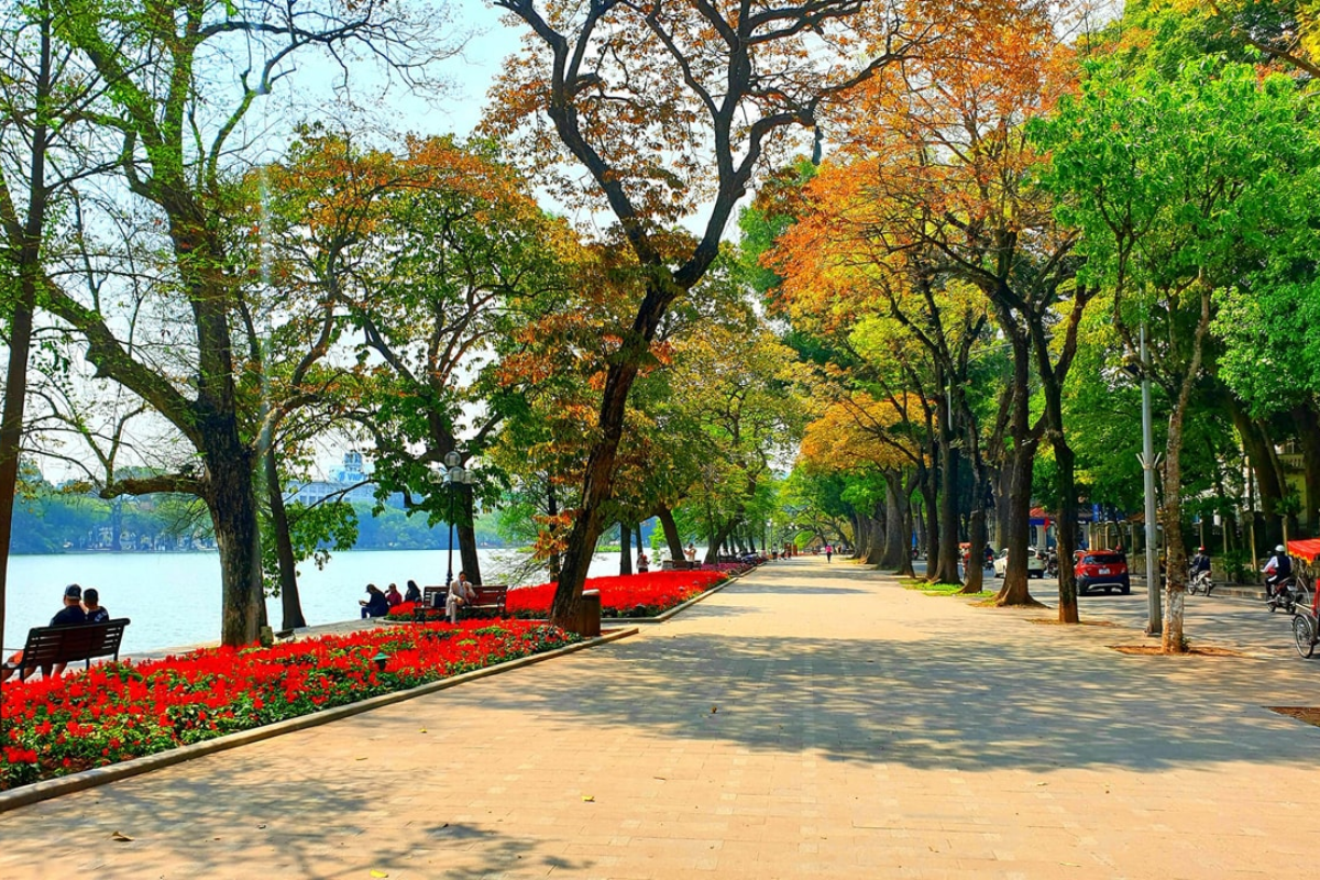 Sunlit street in Hanoi with trees in bloom during May