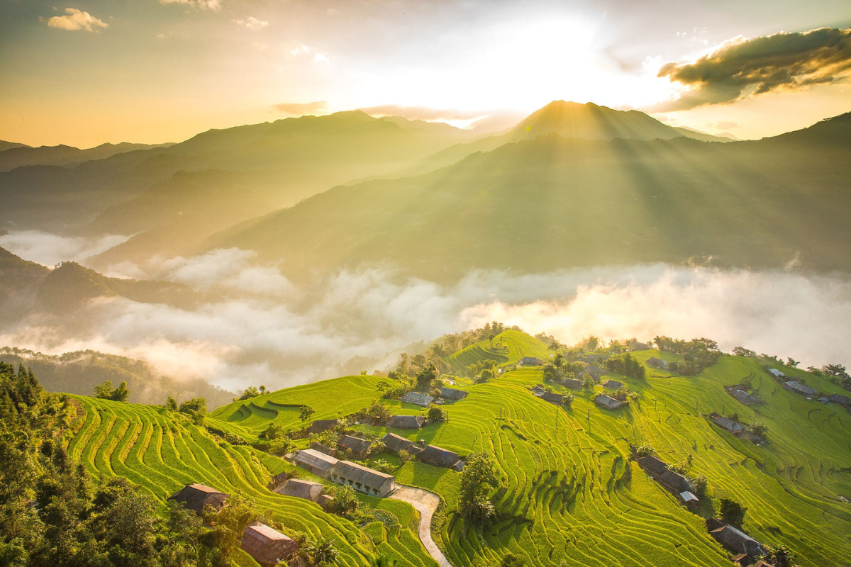 Golden terraced rice fields stretching across mountain slopes in Hoang Su Phi