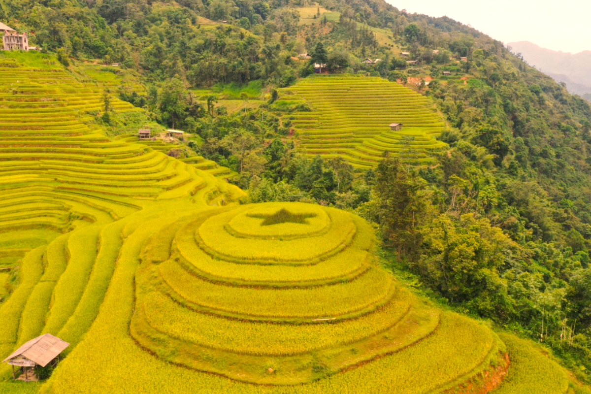 Golden rice terraces curve along the mountains in Hoang Su Phi, Ha Giang, under a clear autumn sky.
