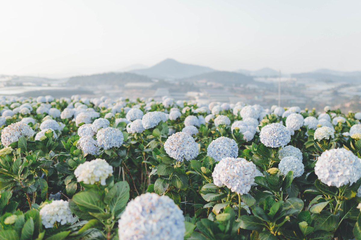 Field of blooming hydrangeas in Da Lat
