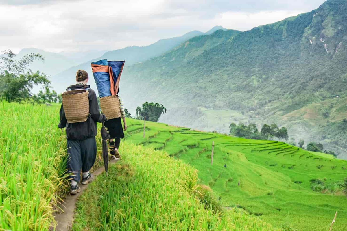 Tourists trekking through the terraced rice fields of Lao Chai and Ta Van villages, surrounded by mountains and misty valleys in Sapa.