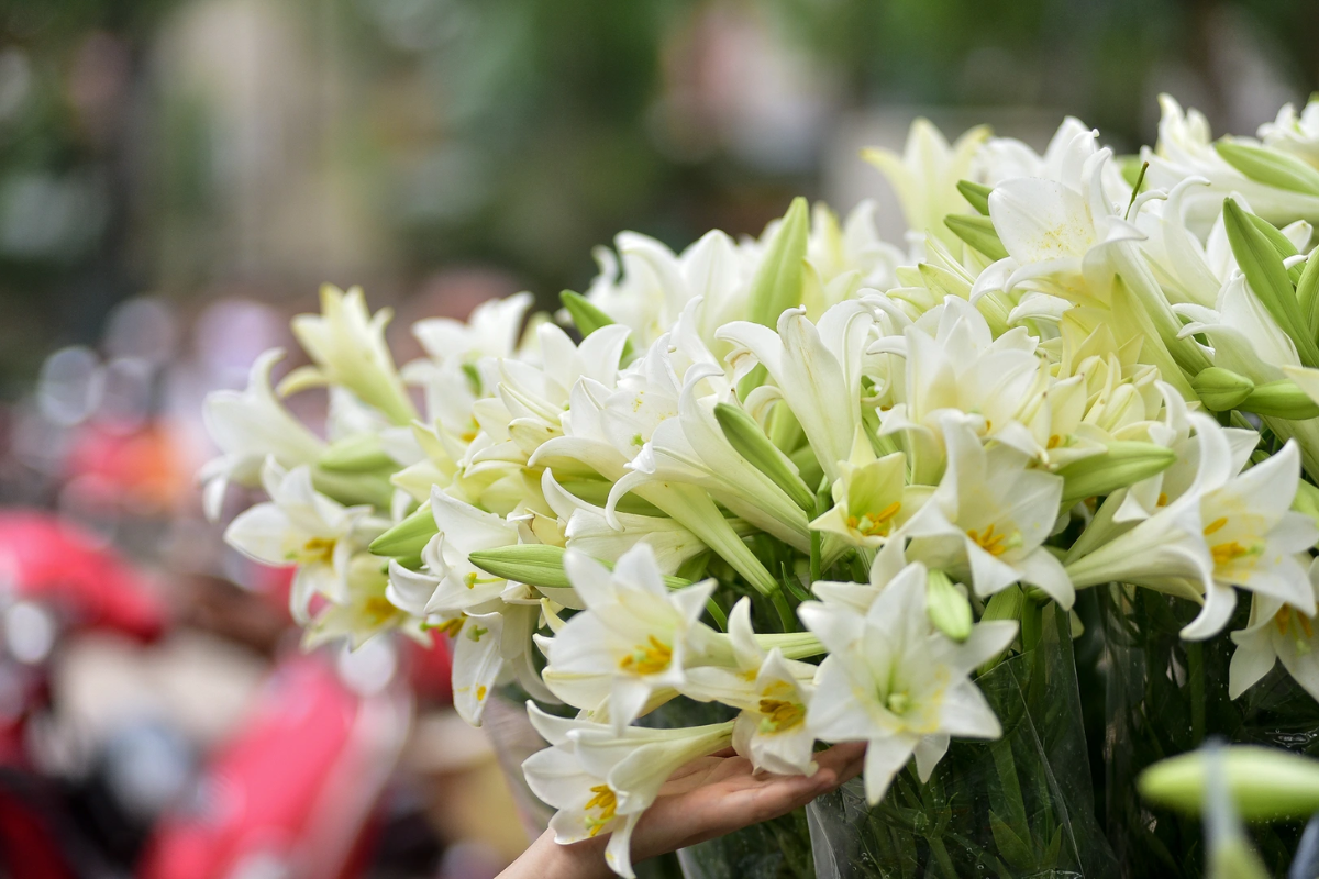 Lilies flower blossoms blooming in Hanoi during April