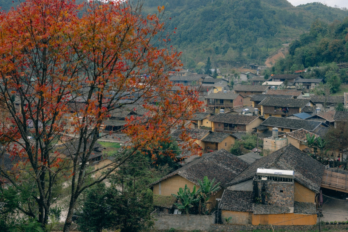 Traditional mud-brick houses in Lo Lo Chai surrounded by blooming peach trees in spring