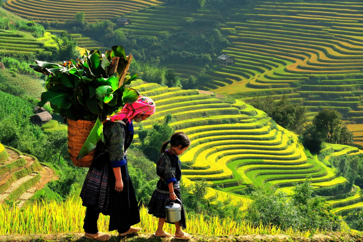 Lush green rice terraces in Sapa in July