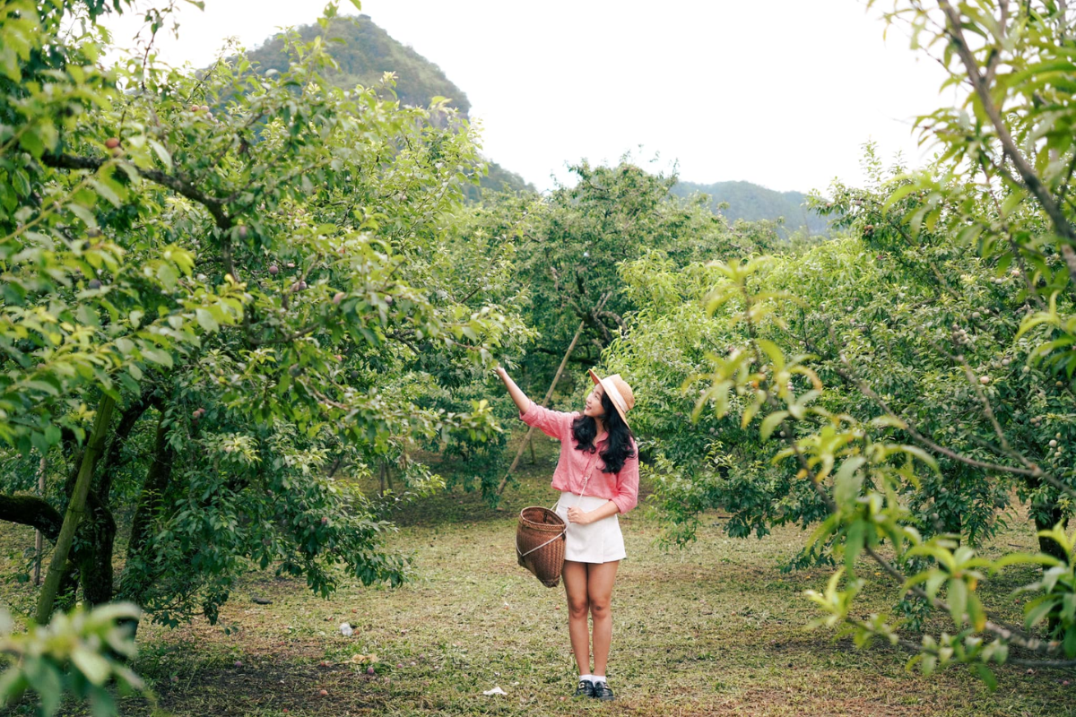 Vast fields of blooming plum trees on Moc Chau Plateau