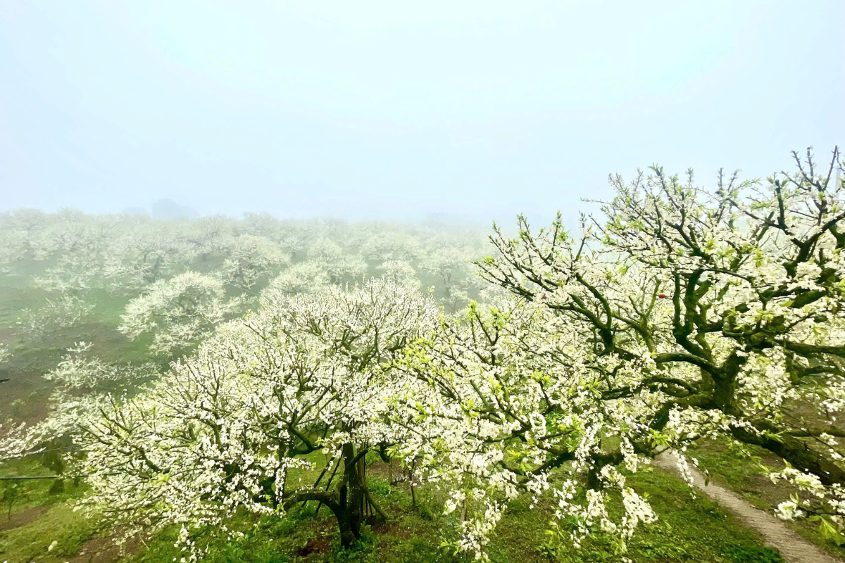 Flower fields blooming in Moc Chau Vietnam during spring