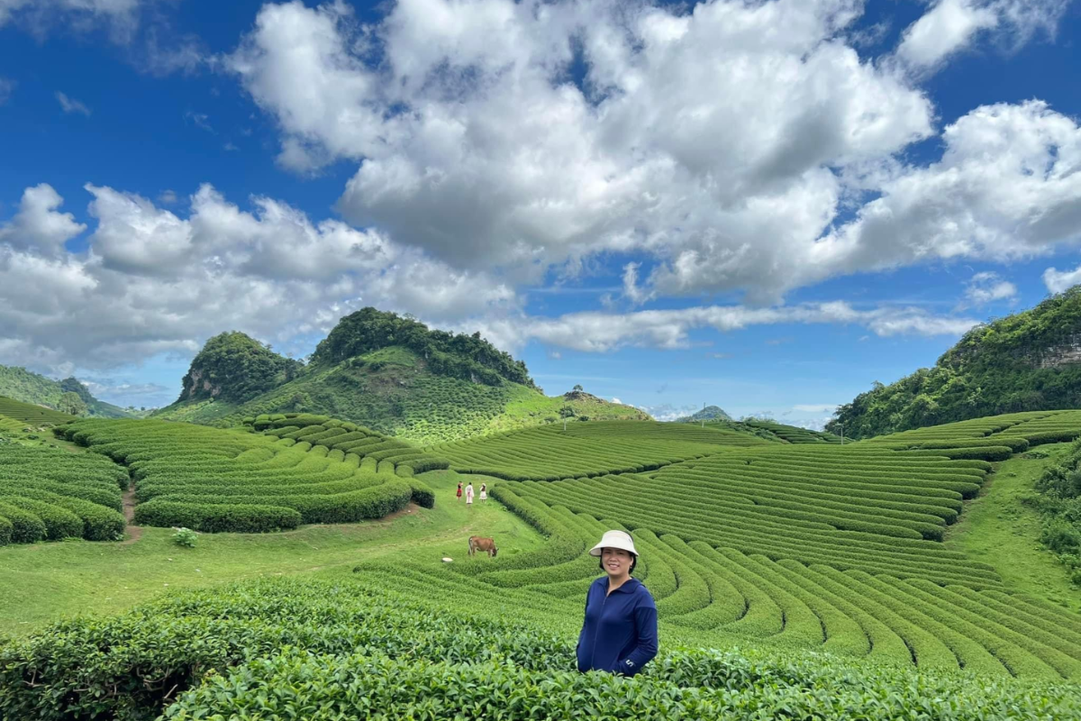 Lush green tea hills in Moc Chau, Son La Province