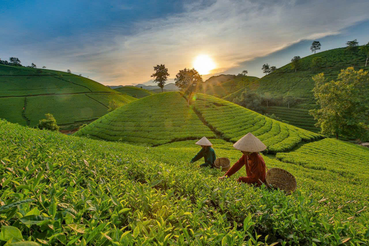 Aerial view of Moc Chau tea hills stretching across the highland terrain