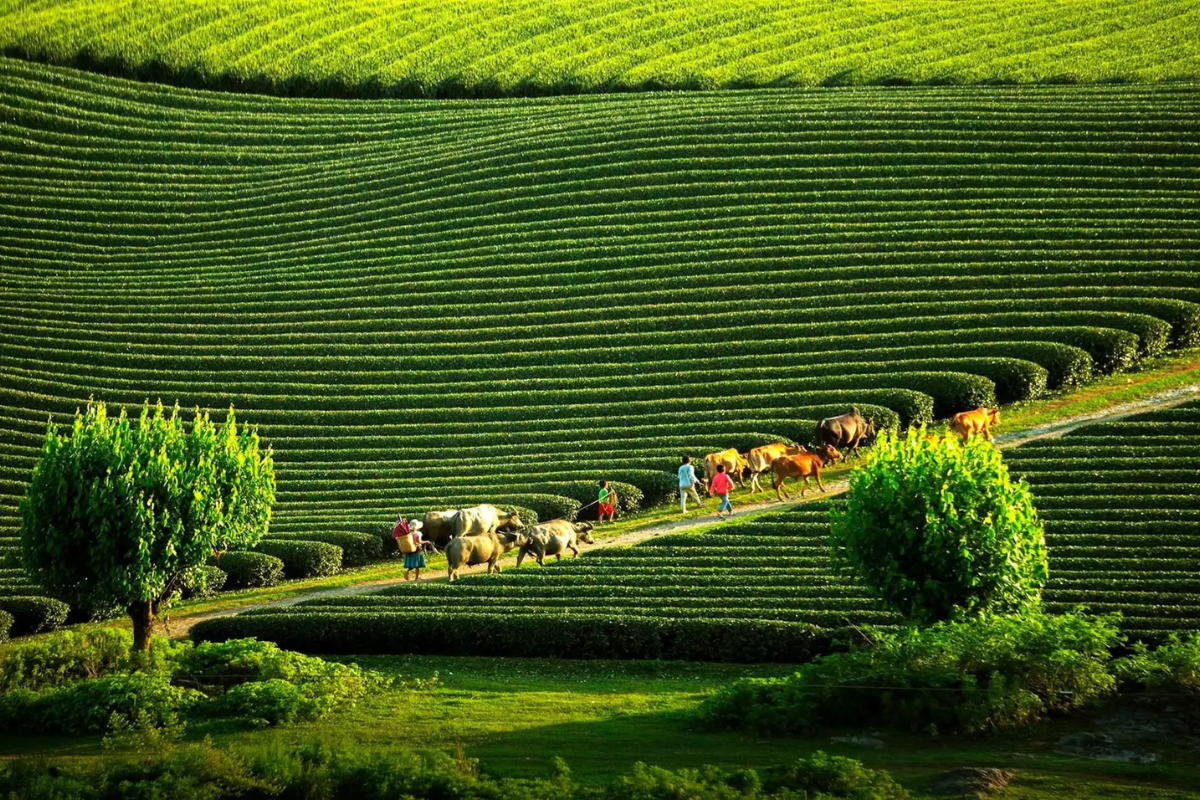Panoramic view of Moc Chau plateau with green hills and blue sky