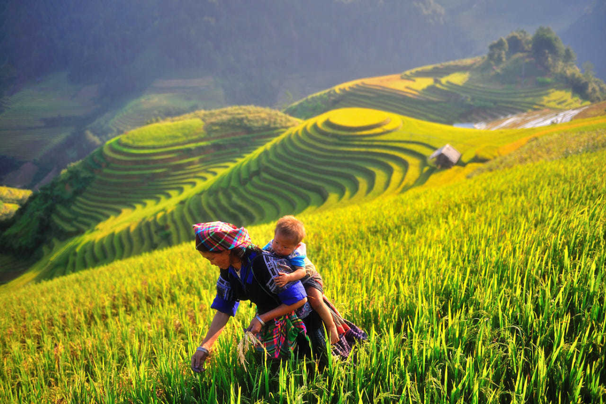  Hmong woman in traditional clothing walking through Mu Cang Chai’s golden rice terraces.