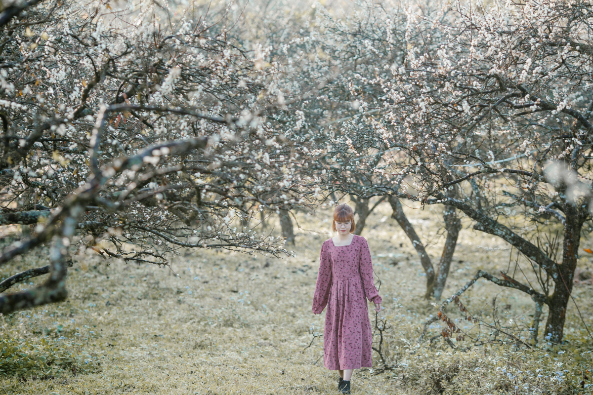 Blooming plum blossoms covering Na Ka Valley in spring